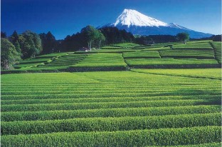 Obuchi Sasaba tea fields
