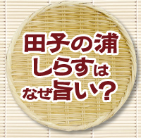 田子の浦のしらすはなぜ旨い？